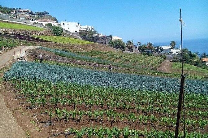 Agriculture Green Tour - Why this agriculture day tour feels more Madeira than the usual circuit
