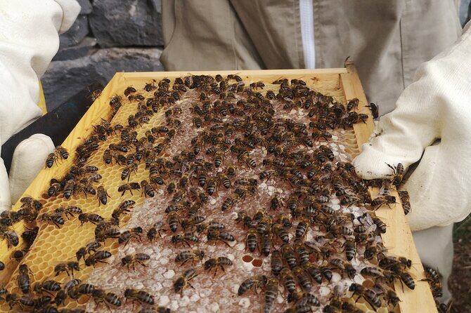 Amazing experience with Bees, honey and Pollen in Madeira Island - Bees, Honey and Pollen in Madeira: What You’re Really Signing Up For