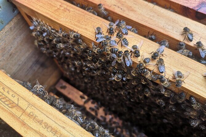Amazing experience with Bees, honey and Pollen in Madeira Island - Visiting the Hives: Organization, Bee Types, and the Queen Bee Hunt
