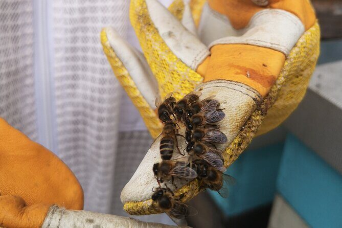 Amazing experience with Bees, honey and Pollen in Madeira Island - The Tasting: Honey, Fresh Pollen, Cheese, and Regional Cider