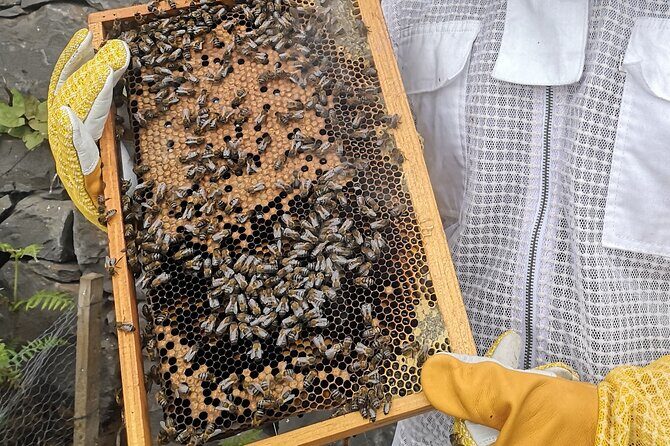 Amazing experience with Bees, honey and Pollen in Madeira Island - Price and Value: Is $138.58 Worth It?