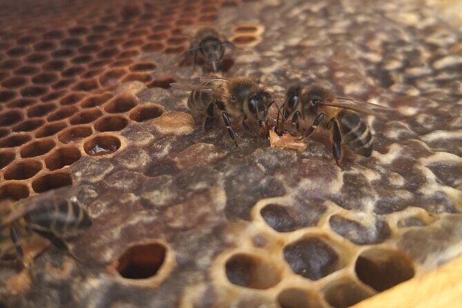 Amazing experience with Bees, honey and Pollen in Madeira Island - Timing and Weather: The Two Things That Matter Most