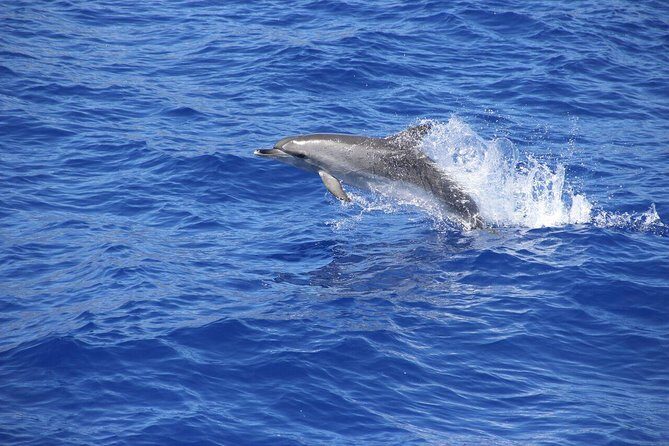 Arieiro Peak and Cristo Rei 4x4 Experience + Dolphins Watching - The dolphin and whale boat: 3 hours off Funchal’s harbor