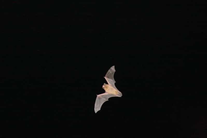 Bat Watching Madeira - Key things that make this tour worth your night