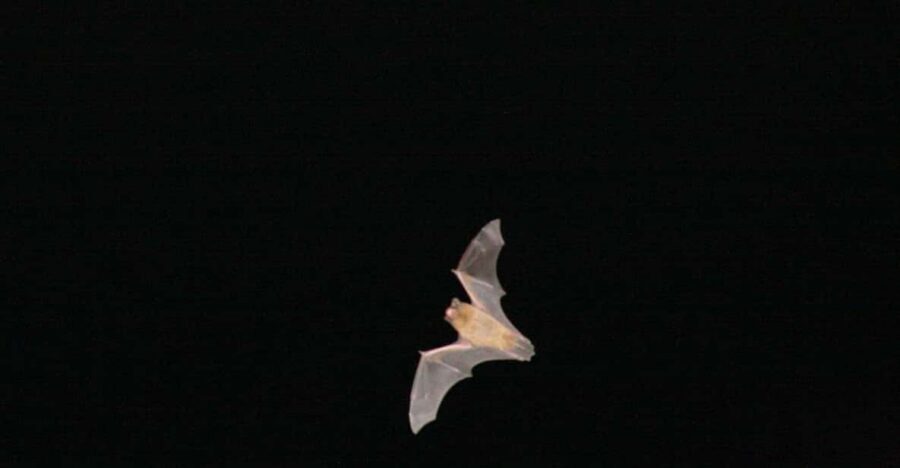 Bat Watching Madeira - Madeira’s Bat Tour: Not a “walk and hope” night