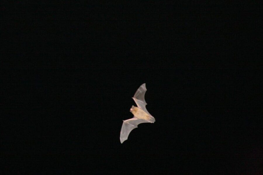 Bat Watching Madeira - Thermal cameras: promised in the description, manage expectations