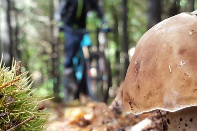 Botanical Trails of Madeira. Mountain biking Trail Experience - Botanical Trails of Madeira: A Forest-to-Levada-to-Ocean Ride