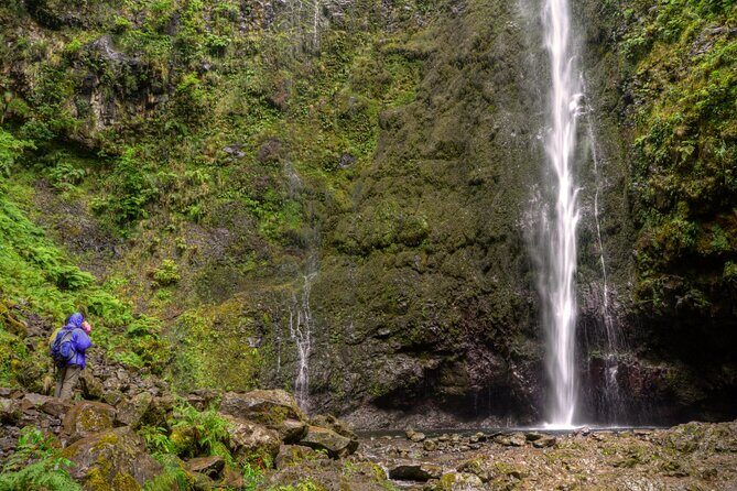 Caldeirão Verde Levada (PR 9) - Guided Madeira Levada Walk - The Laurissilva Forest Segment: Plant Life, Rare Birds, and the Guide’s Pace