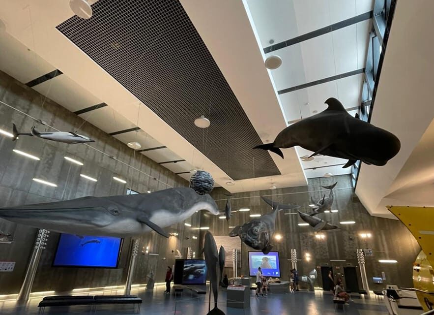 Caniçal : Madeira Whale Museum Entry ticket - Key Highlights That Make This Ticket Worth Your Time