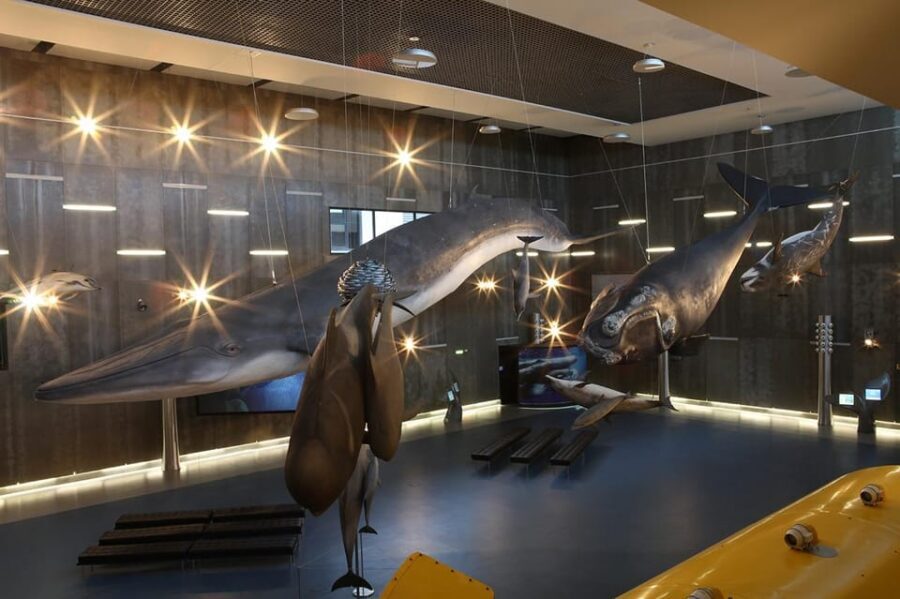 Caniçal : Madeira Whale Museum Entry ticket - Where the Madeira Whale Museum Fits on Your Madeira Day