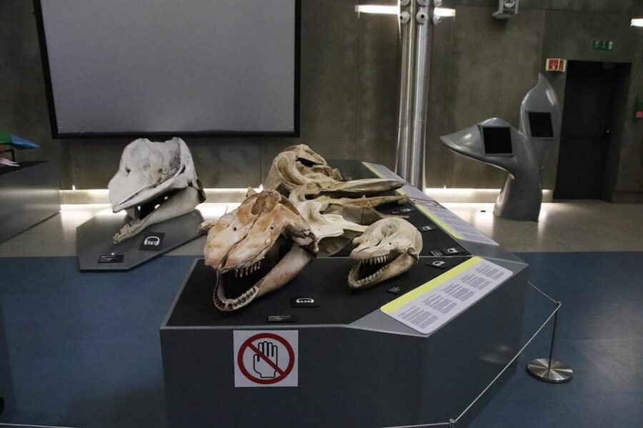 Caniçal : Madeira Whale Museum Entry ticket - Conservation and Research: The Museum Isn’t Only Looking Back