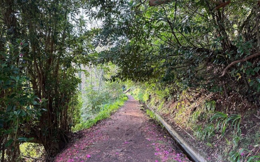 Discover the Paradise Valley - a quick escape for Everyone - Laurissilva Forest and the Plant Talk That Makes the Walk Stick