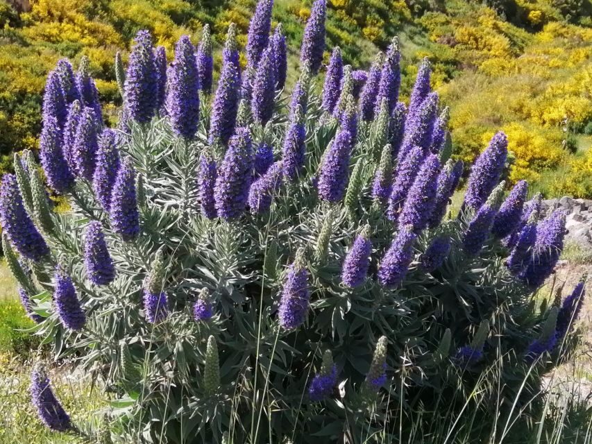 EAST MADEIRA:,Peaks, Forest walk,Thatched Roofs, Rum factory - Machico origins and the coastal story to Caniçal