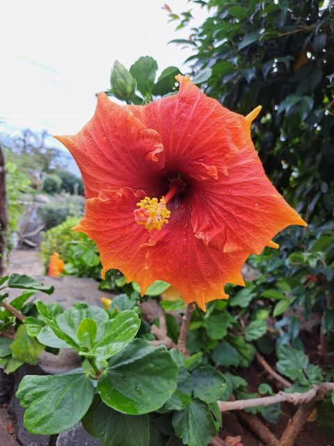 EAST MADEIRA:,Peaks, Forest walk,Thatched Roofs, Rum factory - Getting there smoothly: minibus, small group pace, and route swaps