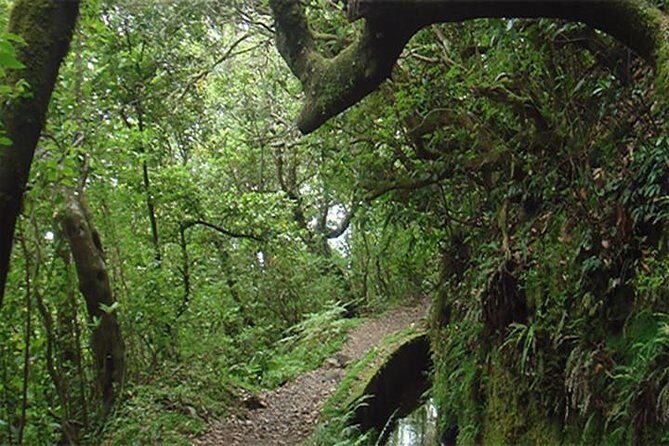 EAST: Pico do Arieiro & Laurissilva Forest - Full Day tour - Camacha: Orchards, Agapanthus Season, and a Soccer Trivia Moment