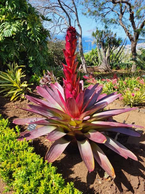 East Side of Madeira – Elegant Alternative to 4x4 Adventures - Electric East Madeira: A Quieter Way to Do Big Views