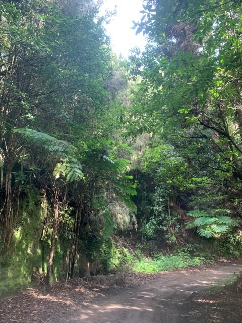 East Tour: Classic jeep tour to East Madeira - Santana - Guindaste Glass Platform: The 10-Minute Walk That Turns Into a Time-Out