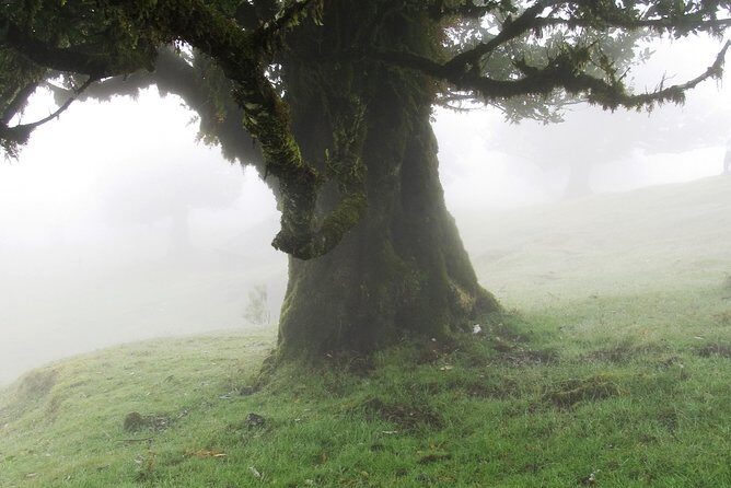 Fanal -Enchanted Forest - Key things that make this tour work