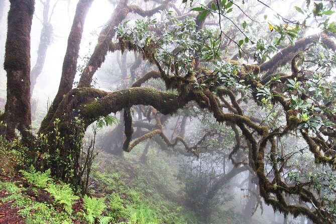 Fanal -Enchanted Forest - Entering the enchanted mood of Fanal Forest