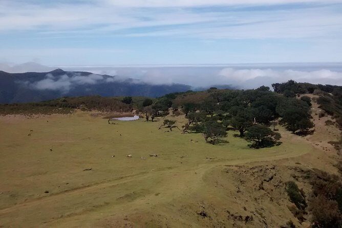 Fanal -Enchanted Forest - Pickup anywhere on the island: easy start, low stress
