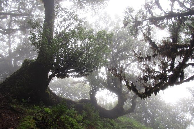Fanal -Enchanted Forest - What to wear: slippery trails and fast-changing weather