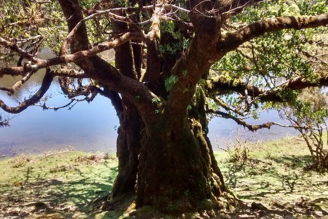 Fanal -Enchanted Forest - Guide power: Gonçalo and Gustavo bring the forest to life