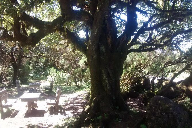 Fanal -Enchanted Forest - How good weather affects everything (and why the day still works)