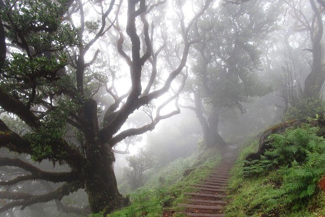 Fanal -Enchanted Forest - The walk: what you’ll do and how long it takes