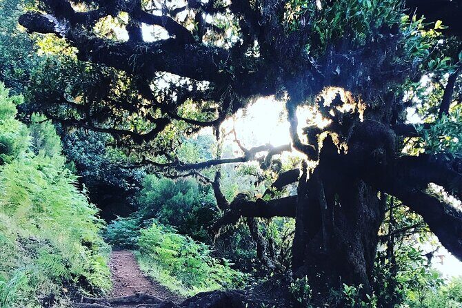 Fanal Forest Private Sunset Hike - What You Should Bring and Wear (So the Forest Doesn’t Win)