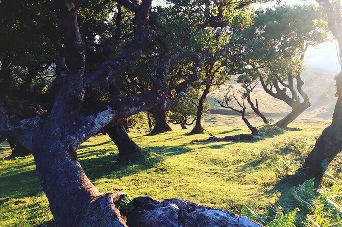 Fanal Forest Private Sunset Hike - Posto Florestal Fanal: Where the Walk Really Begins