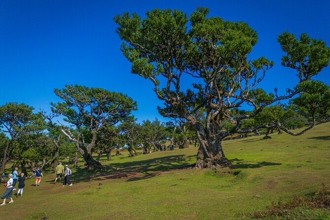 Fanal & Porto Moniz - West Madeira Tour - Fanal Forest (Fanal): laurissilva, fog-friendly atmosphere, and quiet