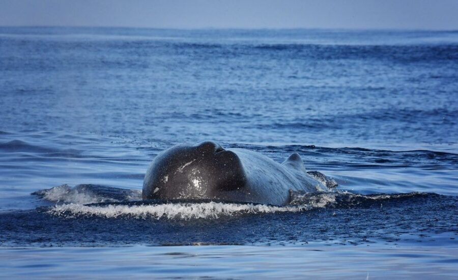 From Calheta: Madeira Whale and Dolphin Watching Boat Tour - FAQ