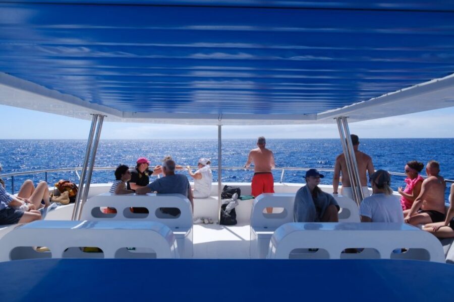 From Funchal: Ecological Catamaran Dolphin Whale Watching - Cabo Girão Swim Stop: Salt Water Optional, Fun Likely
