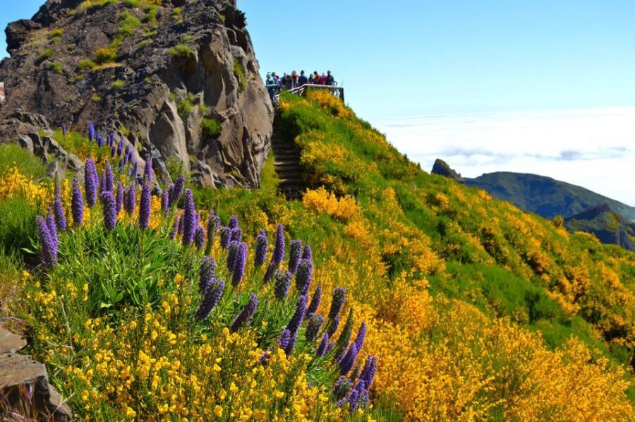 From Funchal: Madeira Peaks Mountain Walk - Price and value: is $50 for 8 hours worth it?