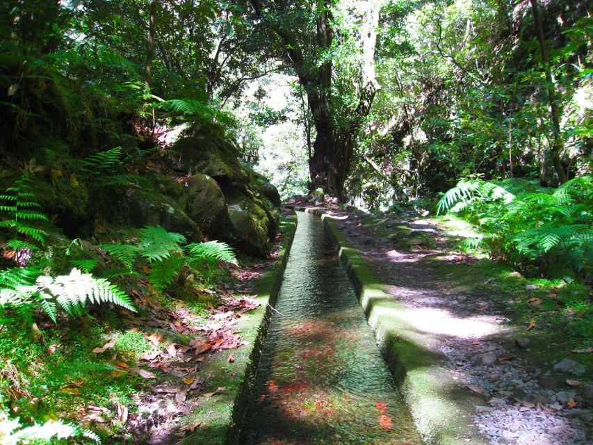 From Funchal: São Jorge Valleys Levada Walk - Key highlights to look for