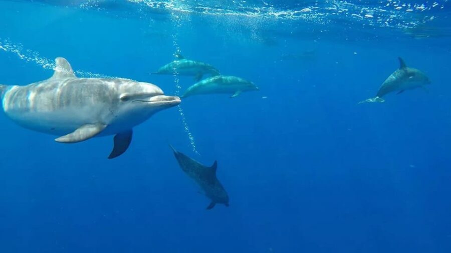 From Funchal: Whale and Dolphin Watching - Safety, comfort, and packing for Madeira’s ocean mood