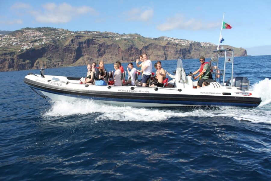 From Funchal: Whales and Dolphin Adventure Tour - If you don’t spot whales or dolphins: your backup plan