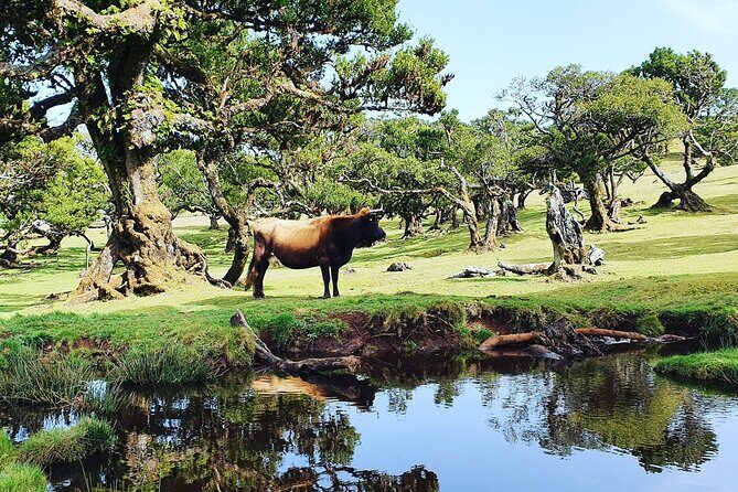 Full Day Jeep Safari Tour to Porto Moniz and Cabo Girão - Fanal forest in the Laurisilva: the misty UNESCO mood