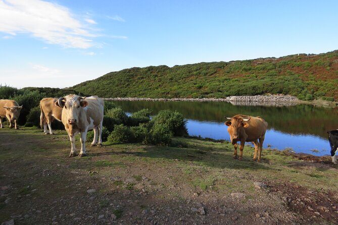 Full Day Tour in 4x4 Jeep to Porto Moniz and Fanal - Ribeira da Janela and pebble beach moments: the river of the window