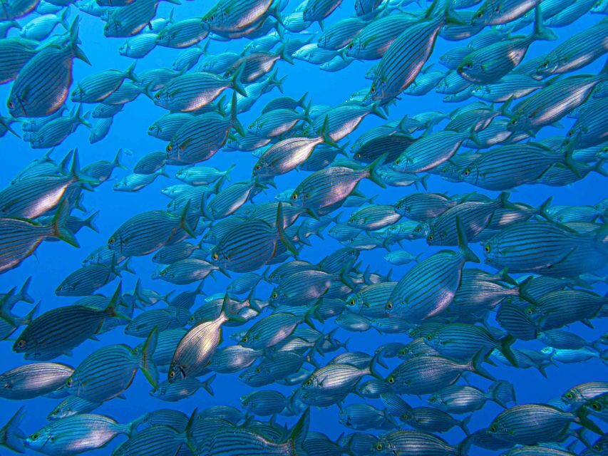 Funchal: Advanced Scuba Diving Afonso Cerqueira Wreck - Skills and certification: are you qualified for this wreck tour?