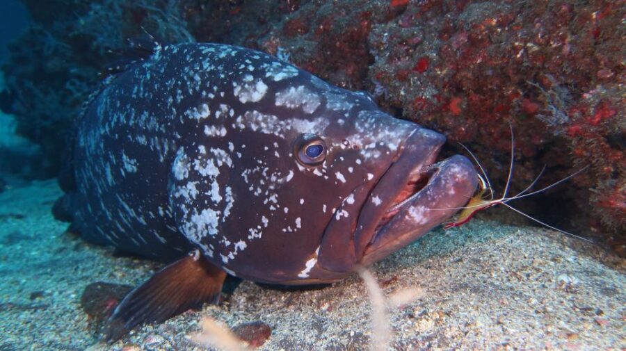 Funchal: Advanced Scuba Diving Afonso Cerqueira Wreck - What’s included in the $64 price (and what isn’t)