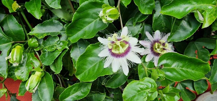 Funchal Agriculture Green Tour - How Much Value $100 Per Person Really Buys