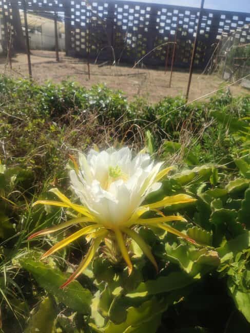 Funchal Agriculture Green Tour - Who This Tour Suits Best (and Who Might Want Something Else)