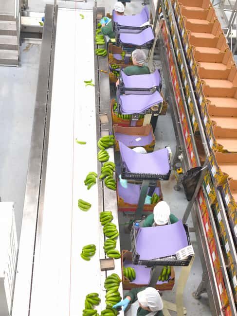 Funchal Agriculture Green Tour - Agriculture School Greenhouse and Grafting Lessons You Can Actually Use