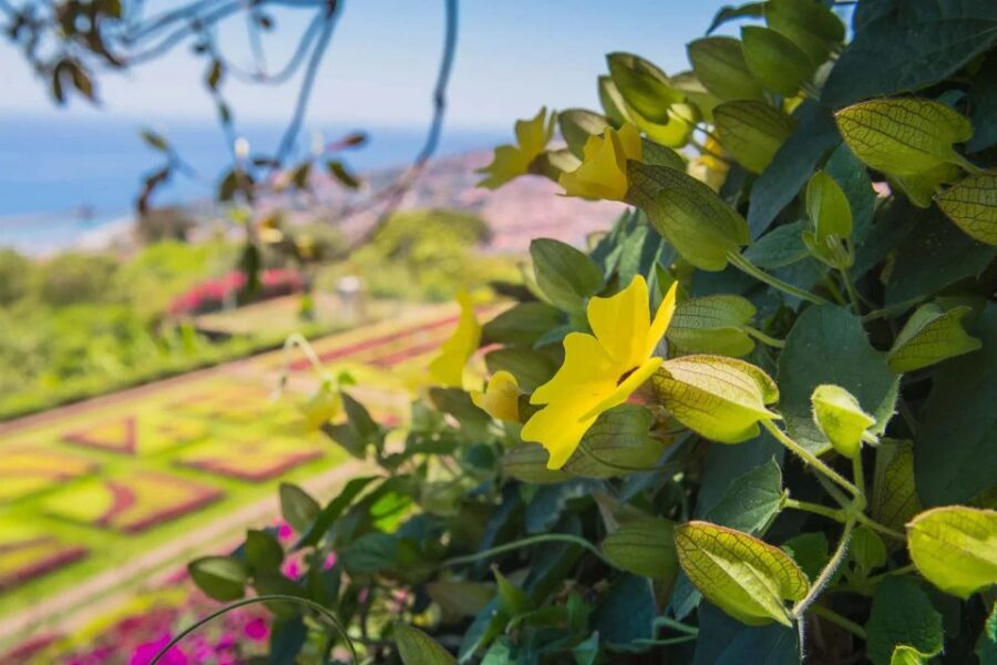 Funchal: Botanical Garden and Old Town Private Tuk-Tuk Tour - Drinks in the garden: why this little inclusion helps