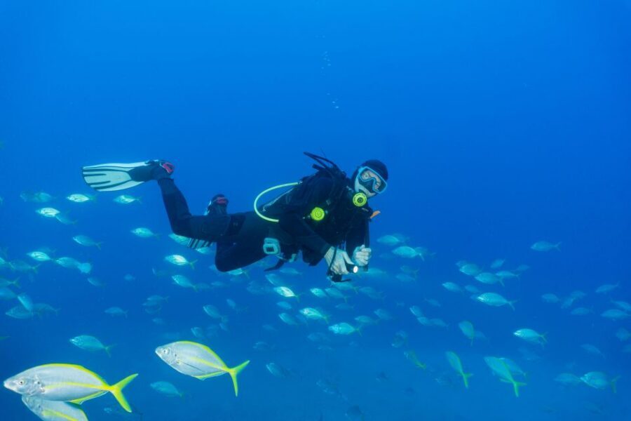 Funchal: Certified Scuba Diving, Guided Tour - Should you book the Funchal certified scuba tour?