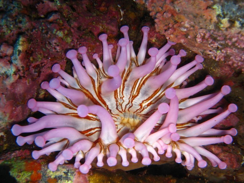 Funchal: Certified Scuba Diving, Guided Tour - Your one-hour Atlantic swim: relaxed entry, UW-scooter fun, and photo support