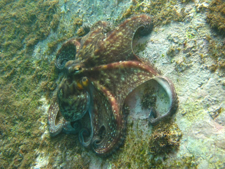 Funchal: Certified Scuba Diving, Guided Tour - What you might see under the surface (and why shallow helps)