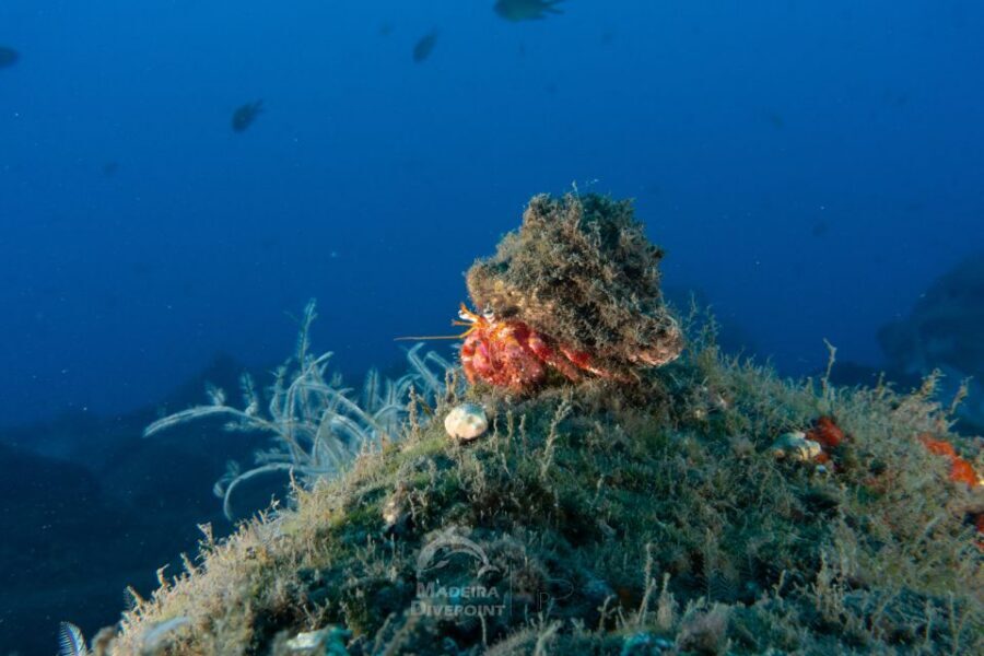 Funchal: Certified Scuba Diving, Guided Tour - Who should book this small-group certified experience