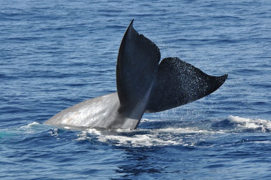 Funchal: Dolphin and Whale Watching Catamaran Cruise - Catamaran comfort: where you’ll want to sit when the sea turns